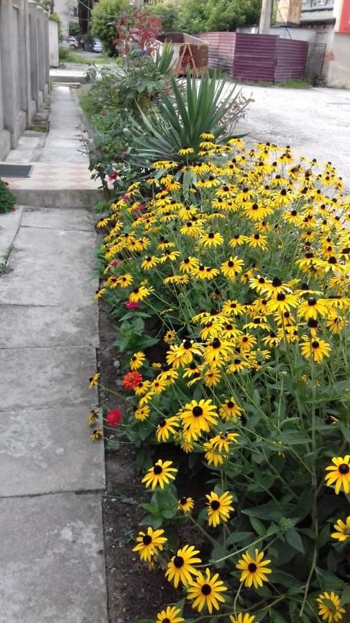 Гостевой дом Guest house Basaria Сухум-32